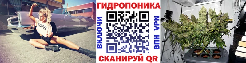 Конопля гибрид  Семёнов 